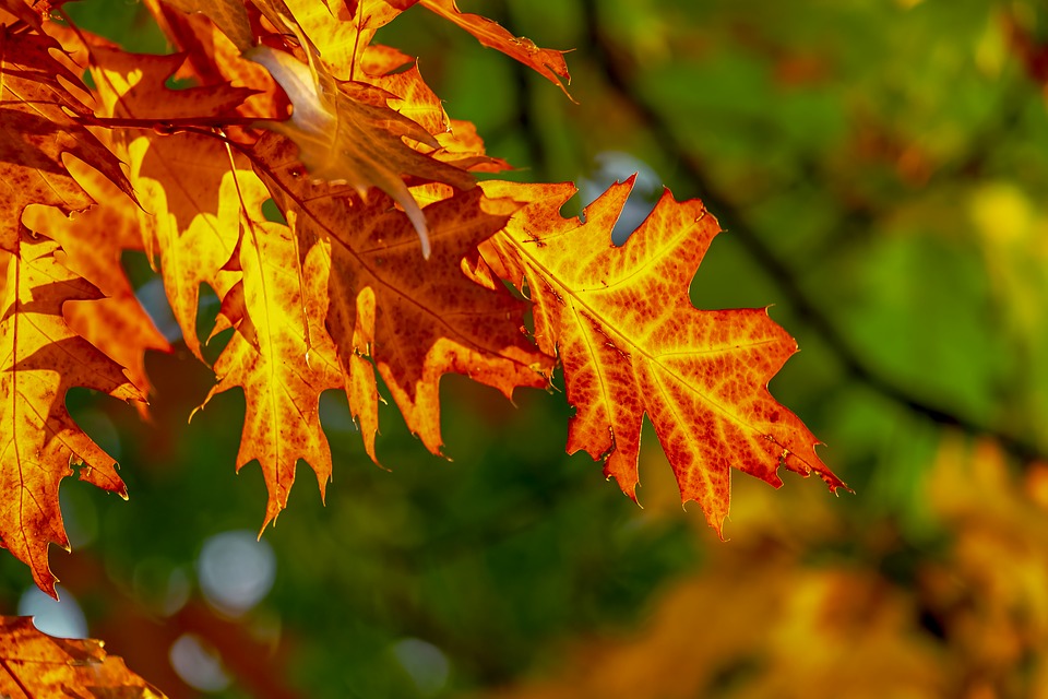 autumn-leaves